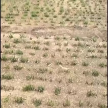 韭菜
