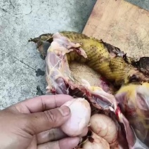 我有一个鸡宝有没有老板要收购的