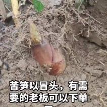 苦笋