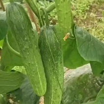 四川威远精品小黄瓜，旱黄瓜，燕白黄瓜，一手货源，保质保量
