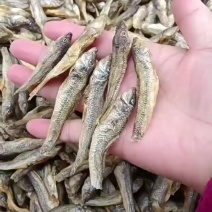 水煮麦穗鱼，十成干，好吃不苦，有要的吗？