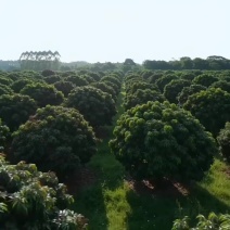 荔枝龙眼蜜