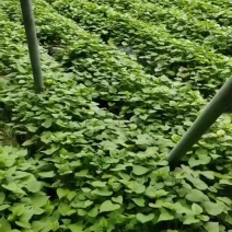 红瑶扩繁苗