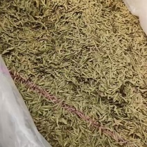 龙井扁茶