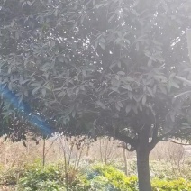 桂花树