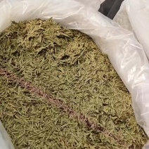 龙井茶电话***********