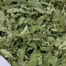全科薄荷