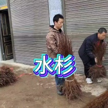 水杉苗