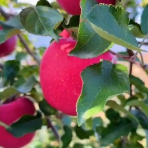 苹果