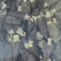 干货羊肚菌