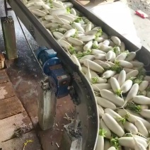 水洗白萝卜，大量有货