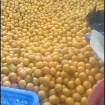 陈皮