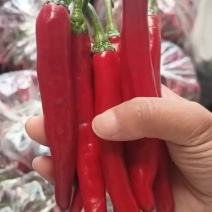 精品洪金塔今日报价，适合店商各大市场批发有售质量有保障