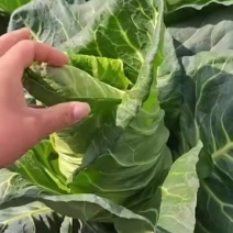 精品牛心菜