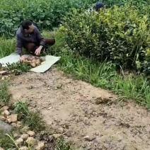 湖南油茶树苗，2年直生杯苗