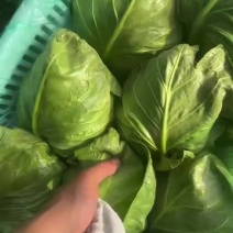 甘蓝。大量有货