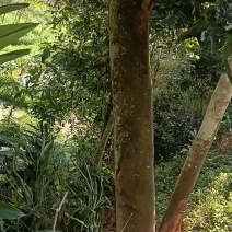 广西老肉桂油桂厚肉桂
