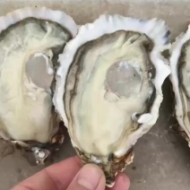 山东威海乳山二倍体三倍体产地直发，招代理