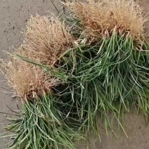 麦冬草