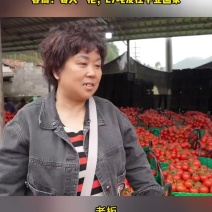 大红西红柿串果大量上市产地直销