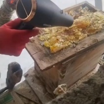 巫溪农村土蜂蜜