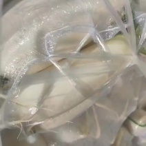 水洗白萝卜，精品保质