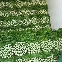 芹菜