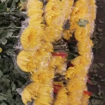 广州菊花全国发货