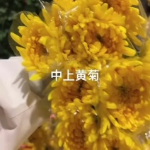 广州菊花全国发货