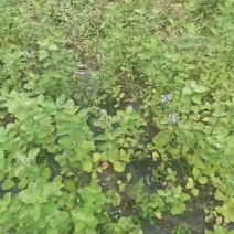 蔓荆子苗江西单叶蔓荆子苗，扦插苗，精品苗成活率高
