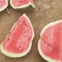 广东麒麟西瓜