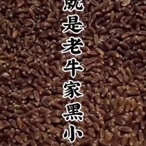 老牛家黑小麦