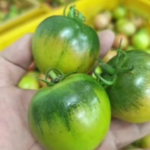 福建产区铁皮柿子通货