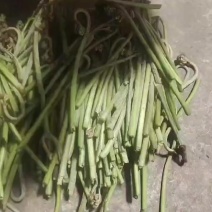 蕨菜