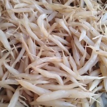 天门冬