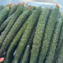 夏邑底价黄瓜，欢迎采购