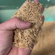 无抛光打磨农家米批发，大量南晶香粘批发，米色白，煮饭软滑