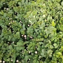 蔷薇玫瑰花苗