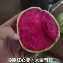 满堂红萝卜