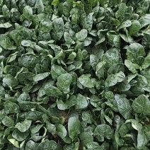 大叶圆叶菠菜