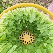 鸡毛菜