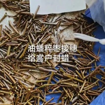 新品种三代沾化冬枣，蟠枣，油蟠粹枣，芽变特甜大枣等各种品种