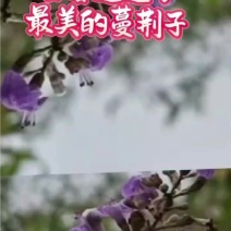 蔓荆子苗大量供应