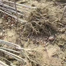处理品种樱花小苗