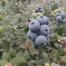 蓝莓