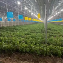 新鲜紫苏叶，赤紫苏，白苏，
