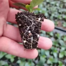 黑金刚穴盘苗