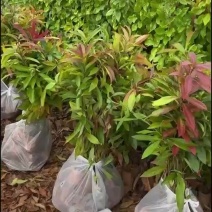 木荷树苗