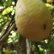香水柠檬