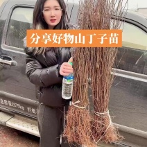 山丁子树苗